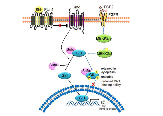 Oncogene：Hedgehog信號通路抑制關鍵機制