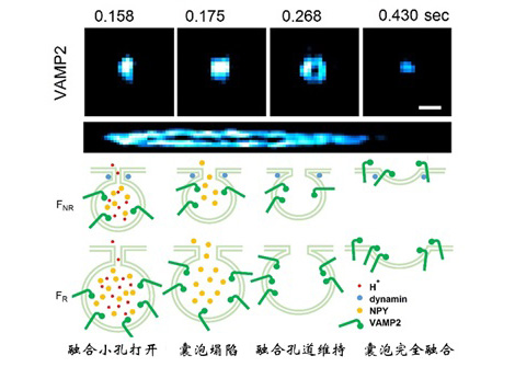 中國學者Nature Biotechnology：一種超靈敏結構光超高分辨率顯微鏡