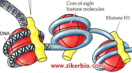 深圳大學(xué)Cell Research發(fā)文：首次發(fā)現(xiàn)組蛋白H1的染色質(zhì)脫離和降解過(guò)程