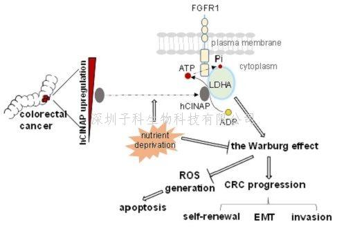 Nature子刊：結(jié)直腸癌干細胞自我更新的新機制