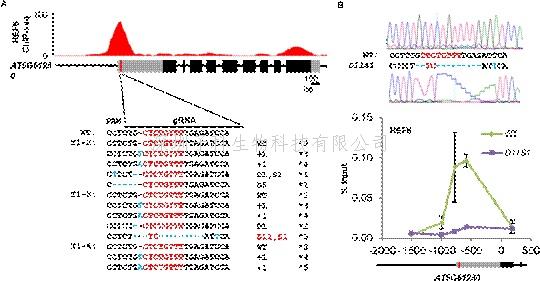 中山大學最新文章：CRISPR/Cas9技術在植物體內(nèi)驗證DNA基序