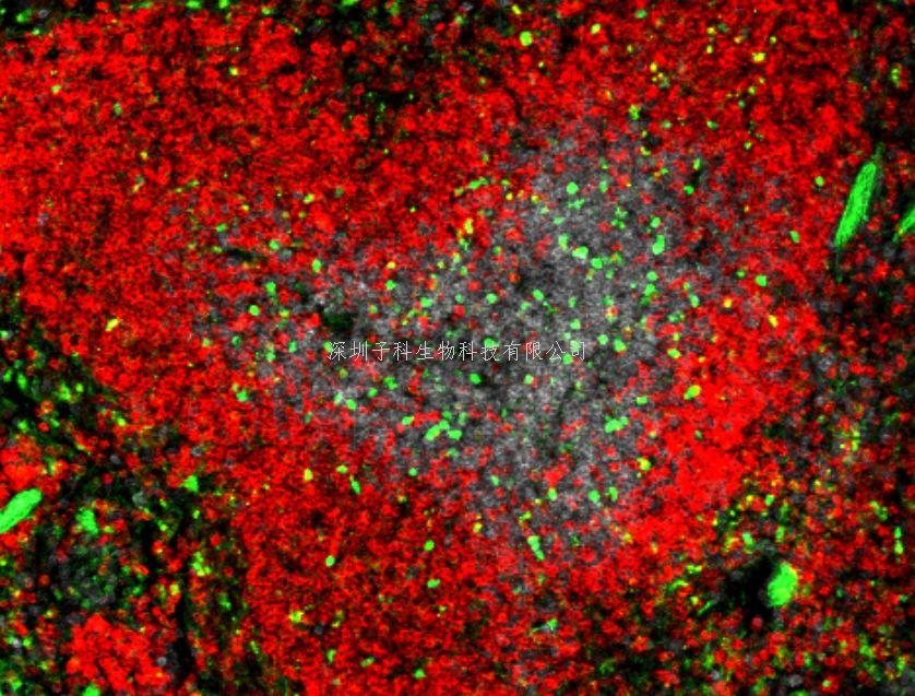 清華大學醫(yī)學院祁海教授Immunity揭示體液免疫反應調(diào)控新機制