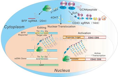 更優(yōu)性能的藥物誘導CRISPR/Cas9技術系統(tǒng)