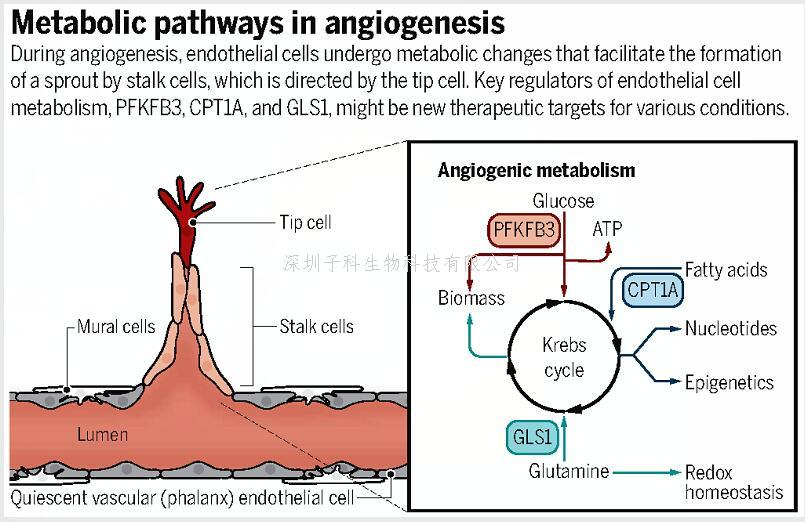 中山大學(xué)學(xué)者聯(lián)合發(fā)表Nature，Science：揭示血管研究新機(jī)制