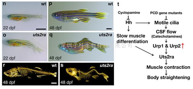 中國(guó)海洋大學(xué)最新發(fā)表Nature Genetics文章
