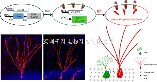 Neuron：成體神經(jīng)干細胞促進其子代新生神經(jīng)元發(fā)育調(diào)控機制