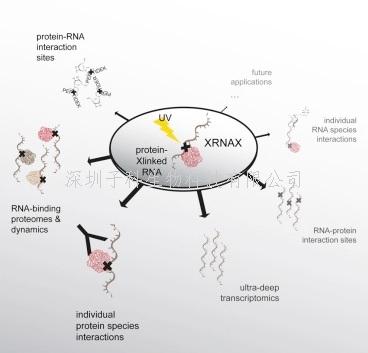 《Cell》新方式搜尋RNA-蛋白質網(wǎng)絡