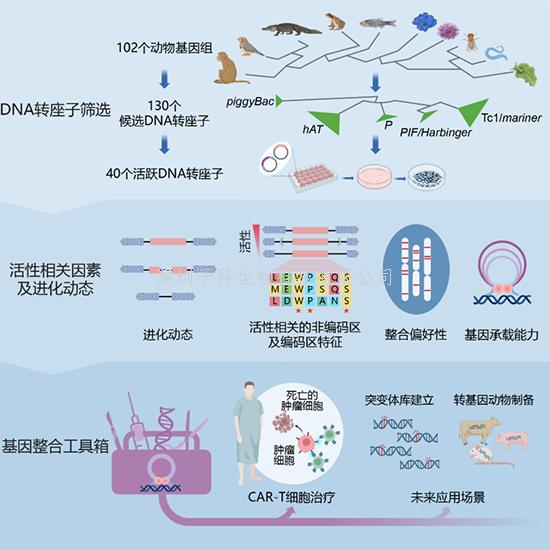 我國學者在DNA轉(zhuǎn)座子多樣性研究和基因工程技術(shù)開發(fā)方面取得進展