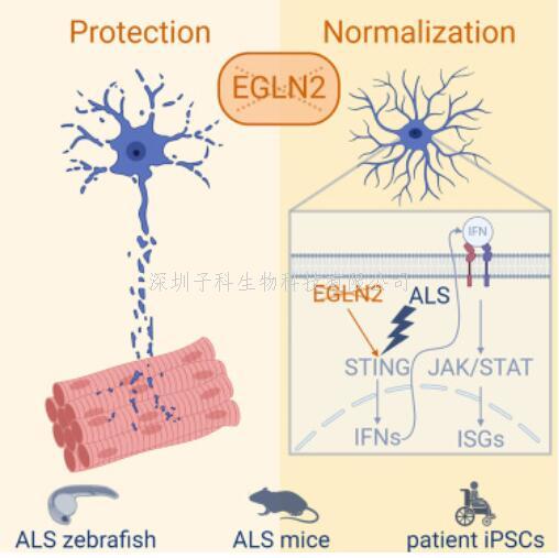 肌萎縮側索硬化癥模型：靶向EGLN2/PHD1可保護運動神經元