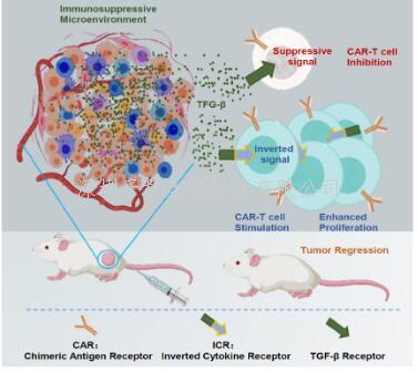 Molecular Therapy|鄧宏魁/白云團隊通過逆轉TGF-β信號增強嵌合抗原受體